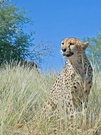 Gepard [ZO]