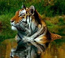 Tiger im Wasser