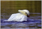 Höckerschwan (Cygnus olor)