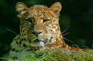Sibirischer Leopard