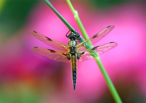 Vierfleck Libelle Bunt