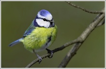 Blaumeise (Parus caeruleus)