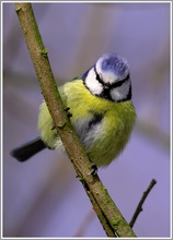 Blaumeise (Parus caeruleus)