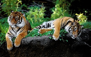 (ZO)  Sumatratiger