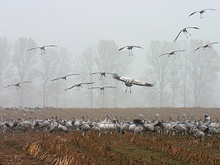 Geschwader im Landeanflug