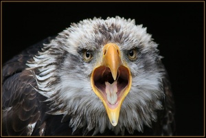 ZO Weisskopf Seeadler