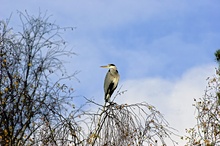 Rheiher im Baum -ND-