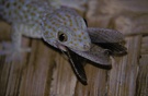 Tokee (Gekko Gecko) ND