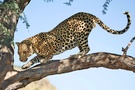 Leopard [ZO]