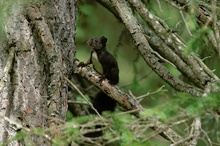 Eichhörnchen - ND