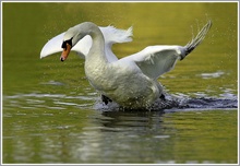 Höckerschwan (Cygnus olor)