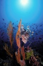 Rotfeuerfisch Komodo (ND)