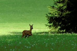 Ricke in Bergwiese