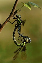 Kopula der Blaugrünen Mosaikjungfer (Aeshna cyanea)