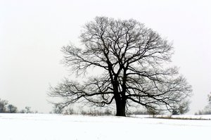 ND :                                        Baum