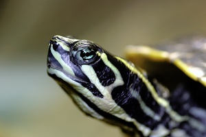 Kopf einer Wasserschildkröte