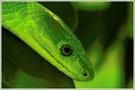 Grüne Mamba (Dendroaspis viridis)