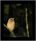 Buchfink in der Abendsonne ND