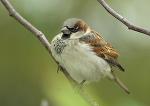 Haus Sperrling (Passer Domesticus) ND