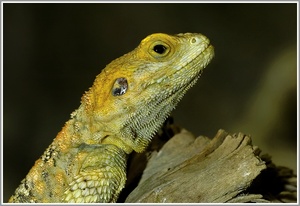 Bartagame (Pogona vitticeps)