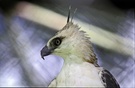Philippinischer Adler