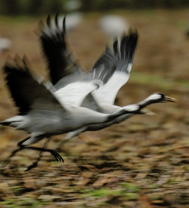 Kraniche (grus grus)