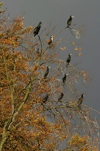 Kormorane (Phalacrocorax carbo) ND