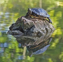 Rotwangen-Schmuckschildkröte