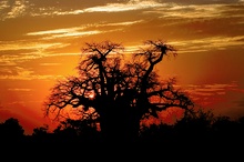 Baobab