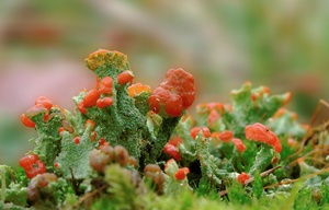 cladonia macilenta