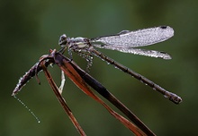 Libelle im wilden Moor ND