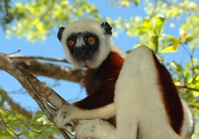 Sifaka I