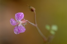 Letzte Blumen im Wald