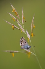 Grasblüte