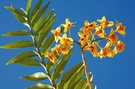 Orchidee aus Madagaskar
