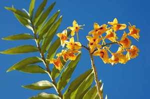 Orchidee aus Madagaskar