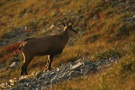 Morgengemse, ND