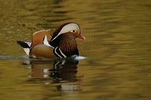 Mandarinente (Aix galericulata) ND