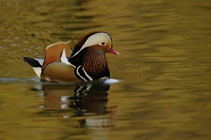 Mandarinente (Aix galericulata) ND