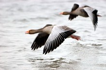 Der Flug der Wildgänse