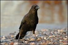 Rabenkrähe (Corvus corone corone)