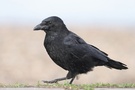Rabenkrähe ( Corvus  corone corone )
