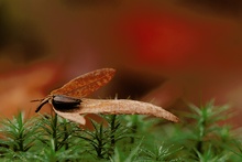 Herbstfarben