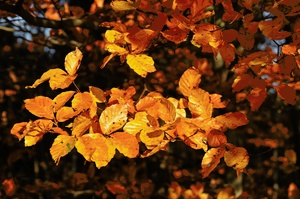 In der Herbstsonne