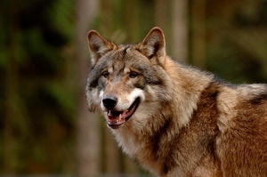 Wolfsblick