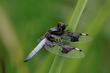 St. Lucia Widow ND