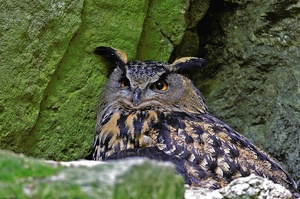 Uhu auf Nistplatz ZO
