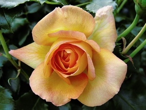 Strauchrose