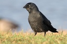 Dohle ( Corvus monedula )