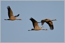 Grauer Kranich (Grus grus)